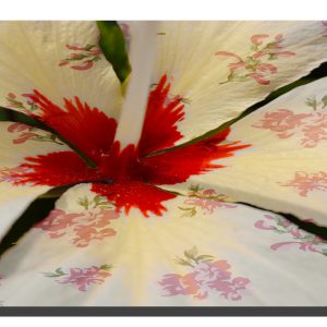 A cream hibiscus flower with a rose pattern on the petals. 32" x 14"