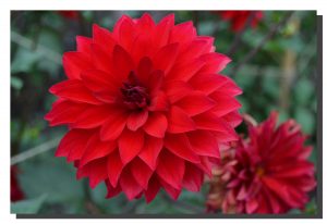 A red dalia bloom with another dying dalia bottom right corner. 30" x 20"
