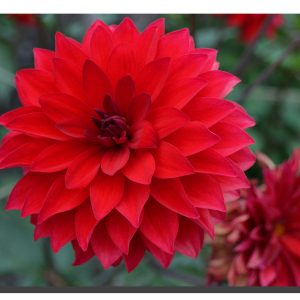 A red dalia bloom with another dying dalia bottom right corner. 30" x 20"