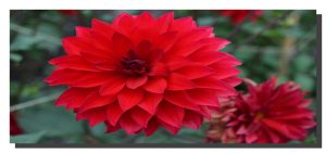 A red dalia bloom with another dying dalia bottom right corner. 32" x 14"