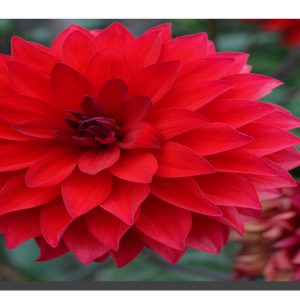 A red dalia bloom with another dying dalia bottom right corner. 32" x 14"