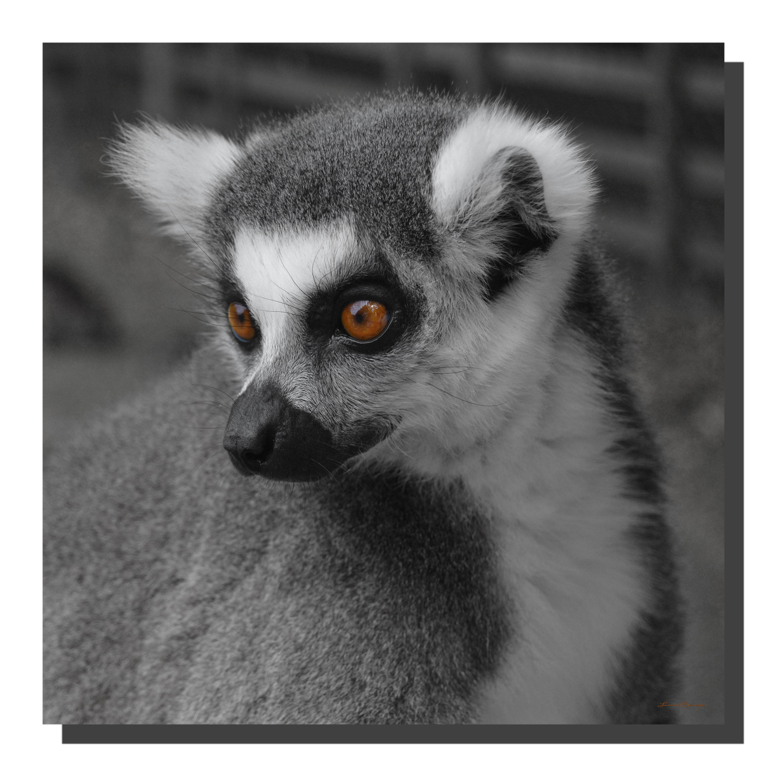 G_lemur_05_16x16_DS Lemur 05. 16" x 16"