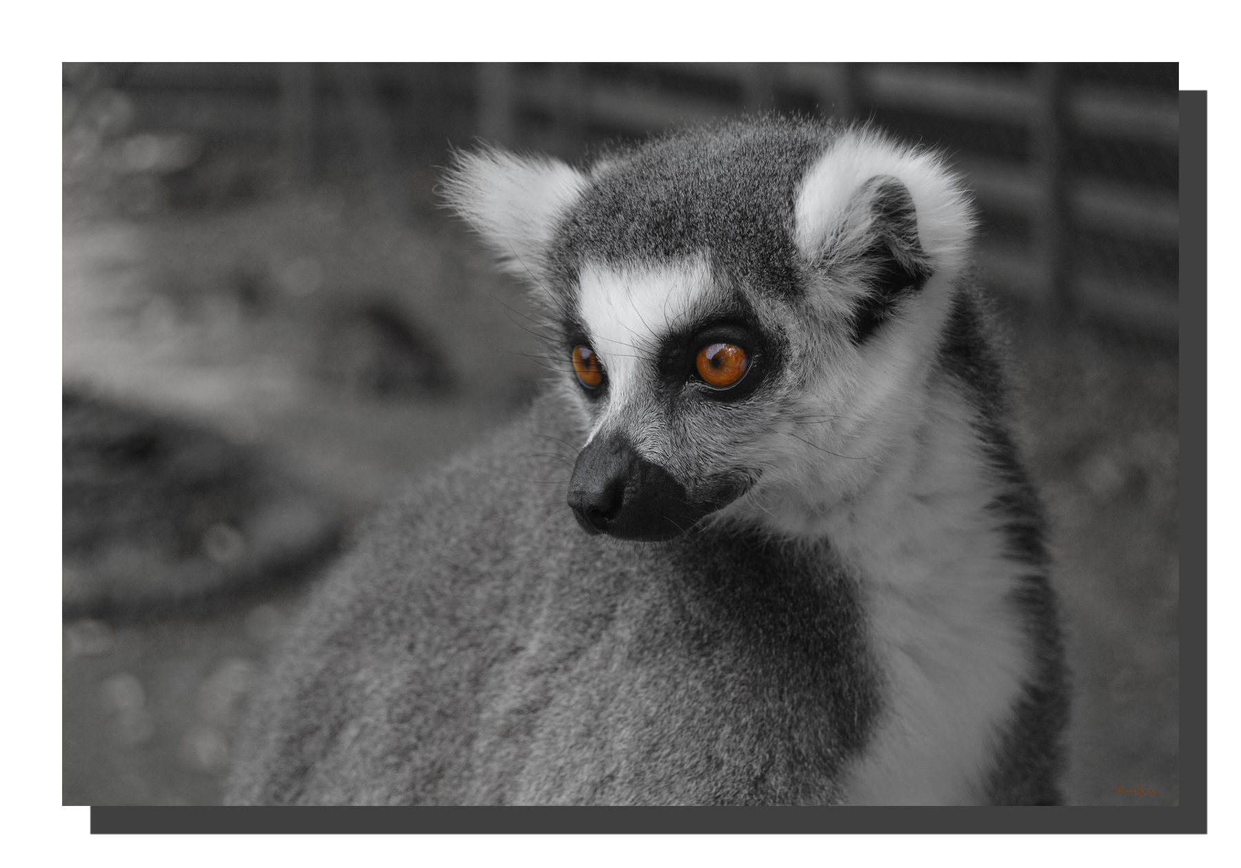 G_lemur_05_18x12_DS Lemur 05. 18" x 12"