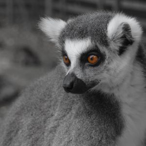 Lemur 05. 30" x 20"