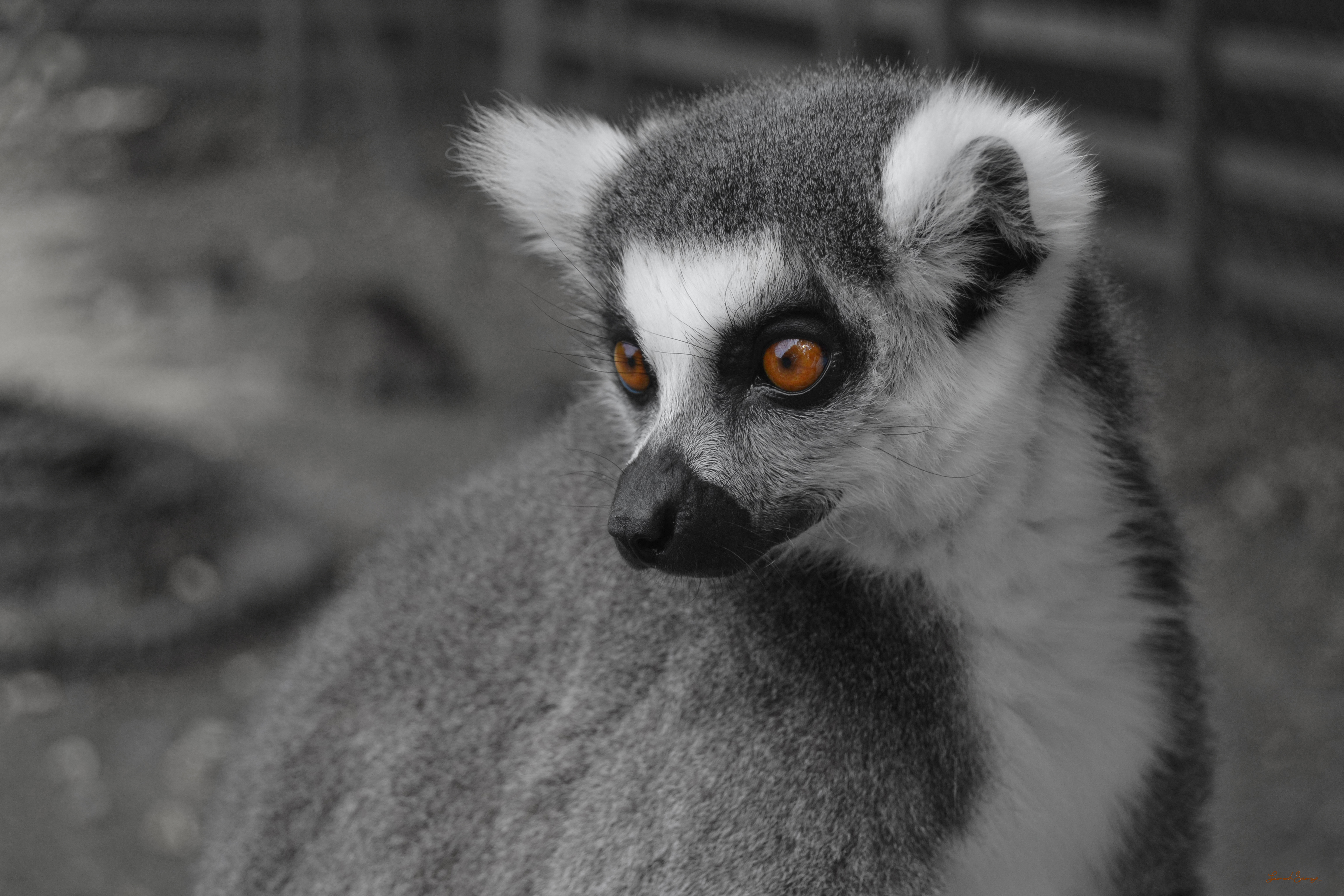Lemur_05_30x20_DS Lemur 05. 30" x 20"