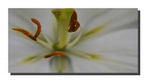 Lilly White 002. 16" x 8"