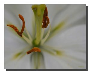 Lilly White 002. 20" x 16"