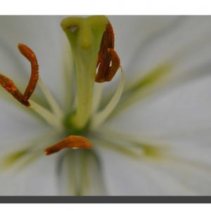 Lilly White 002. 24" x 16"