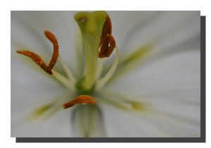 Lilly White 002. 30" x 20"