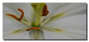 Lilly White 002. 32" x 14"