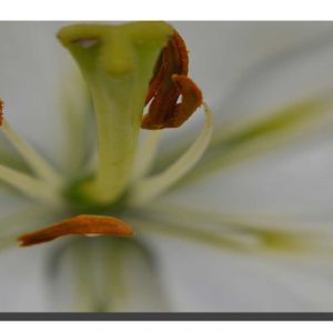 Lilly White 002. 32" x 14"