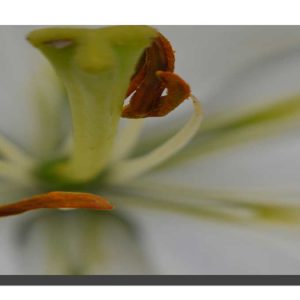 Lilly White 002. 60" x 20"