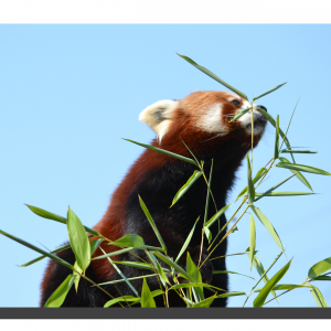 Red Panda 07. 30" x 20"