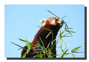 Red Panda 07. 60" x 40"