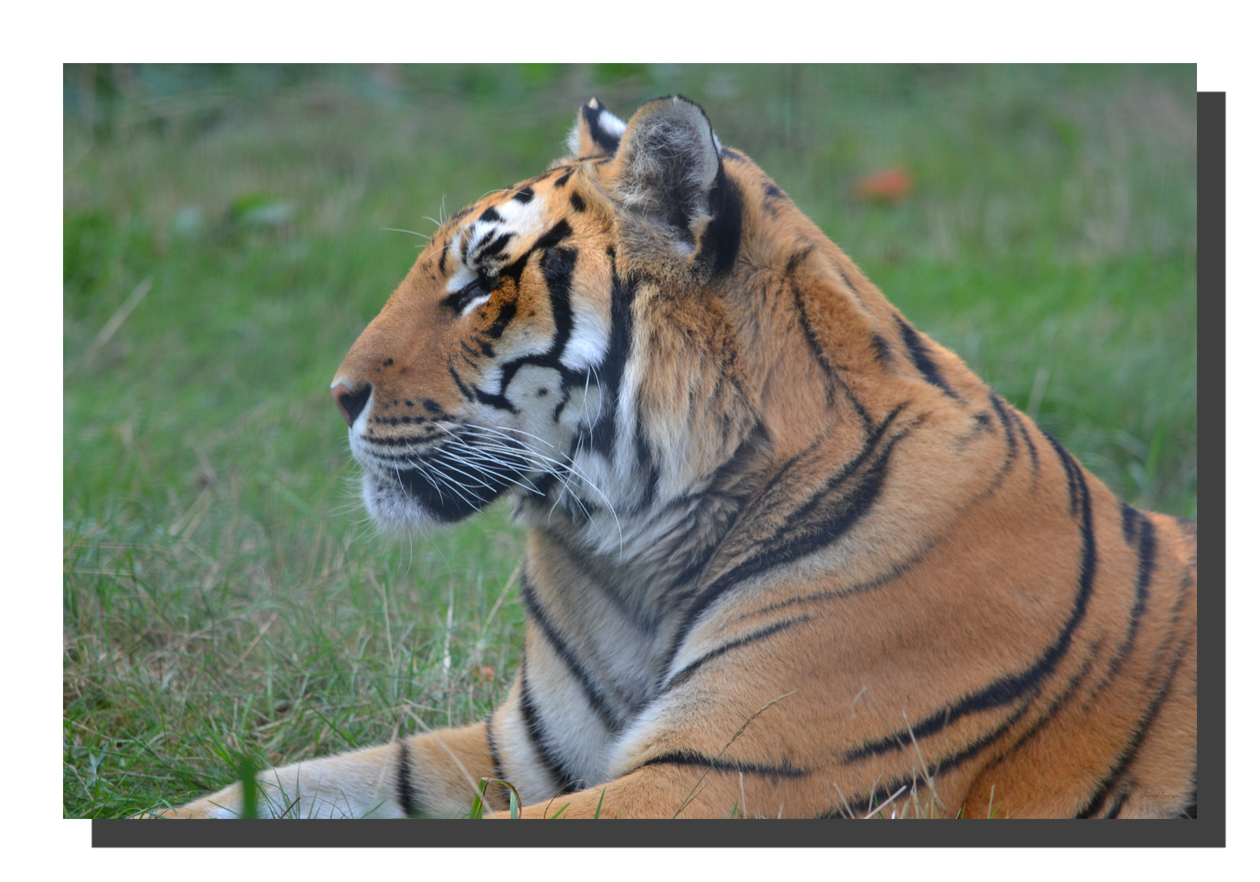 G_tiger_04_24x16_DS Tiger 04. 24" x 16"