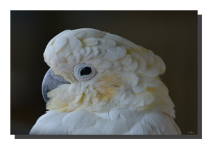 Umbrella Cockatoo 18" x 12"