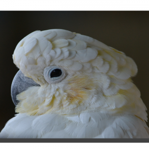 Umbrella Cockatoo 18" x 12"