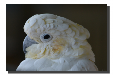 Umbrella Cockatoo 18" x 12"