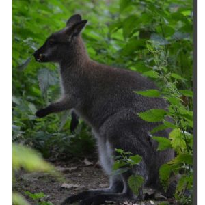 Wallaby 01. 15" x 22.5"