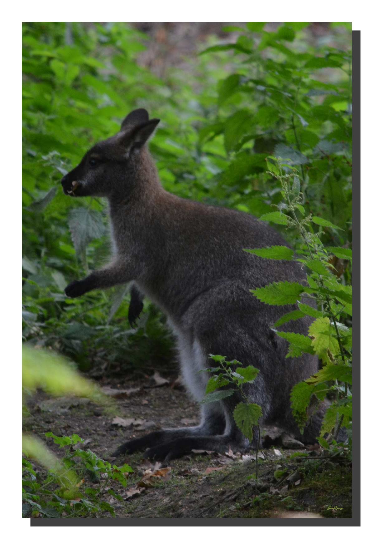 G_wallaby_01_15x22_DS Wallaby 01. 15" x 22.5"