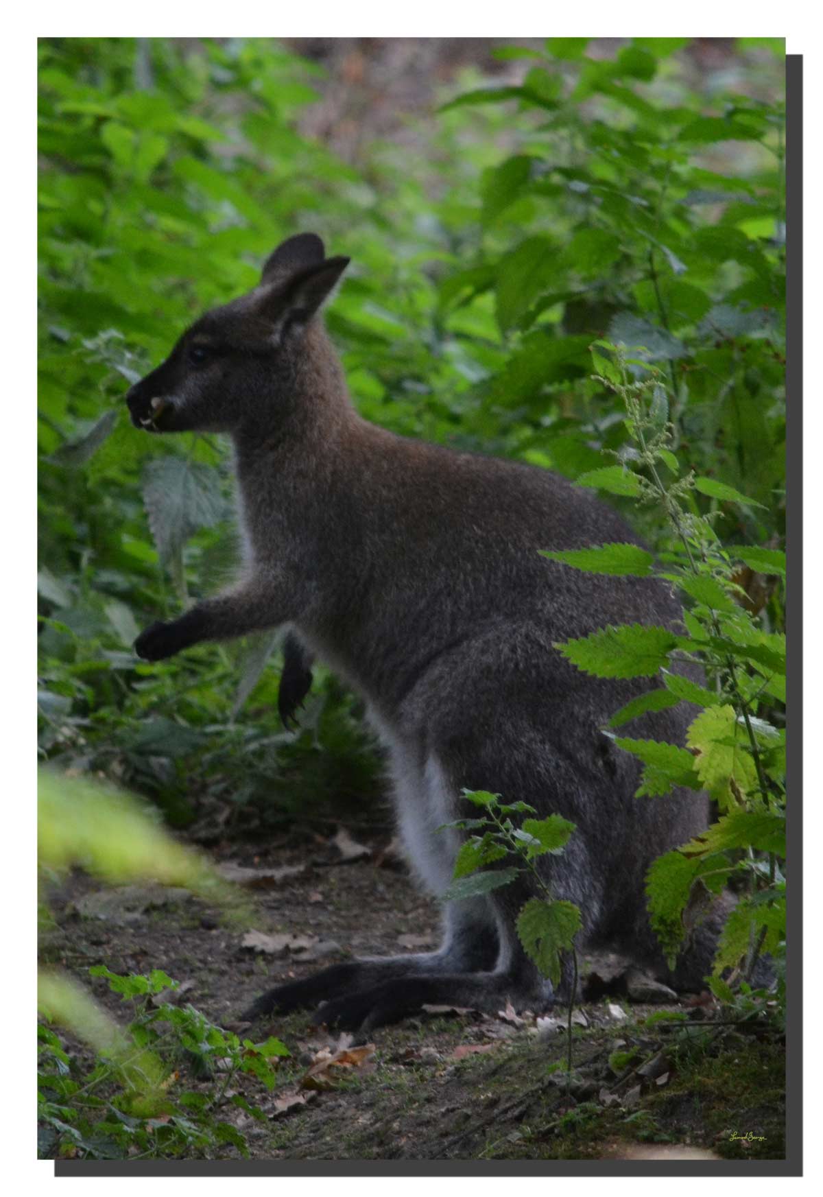 G_wallaby_01_20x30_DS Wallaby 01. 20" x 30"