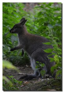 Wallaby 01. 24" x 36"