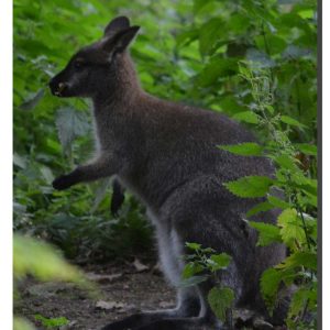 Wallaby 01. 24" x 36"