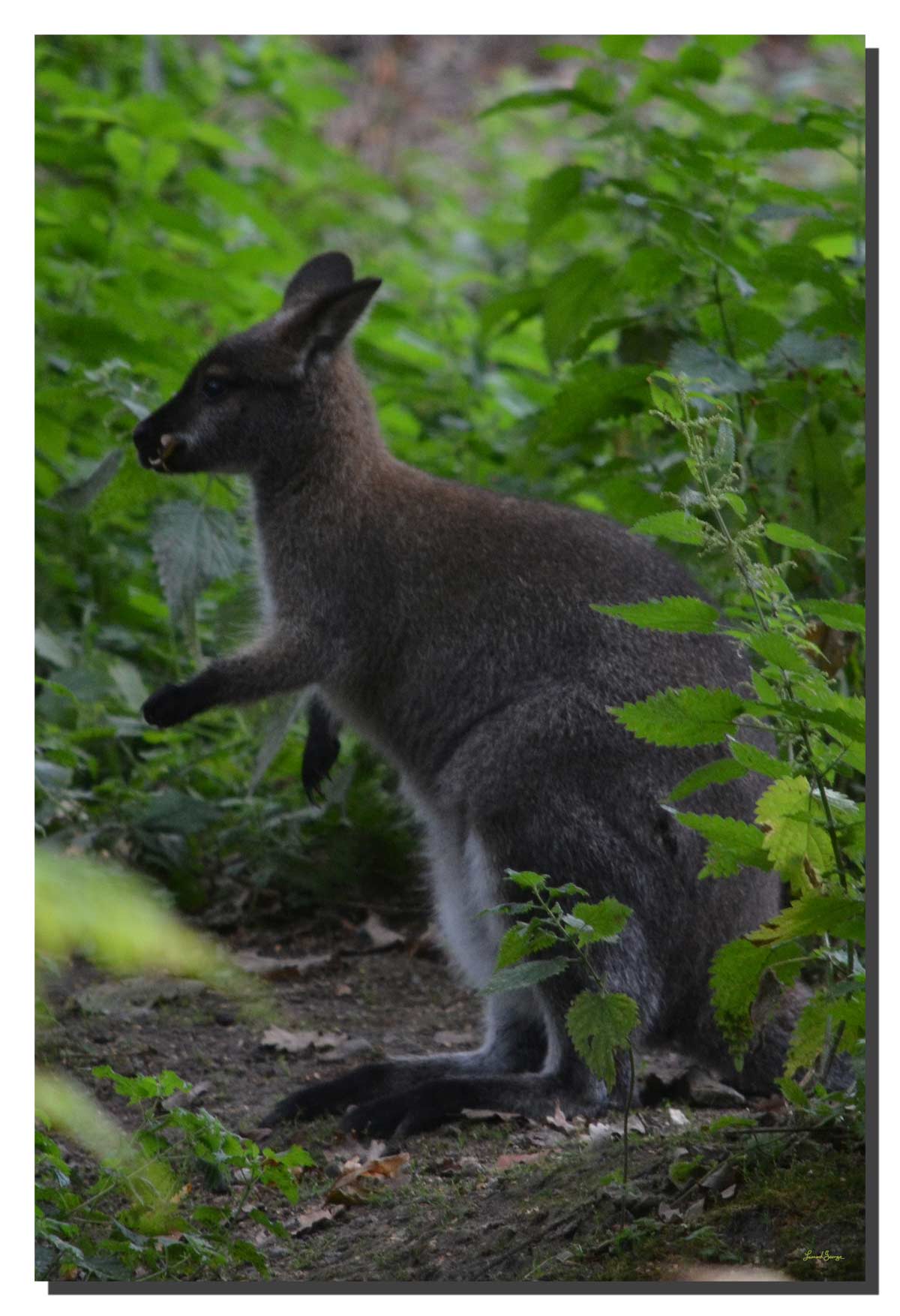 G_wallaby_01_24x36_DS Wallaby 01. 24" x 36"
