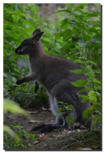 Wallaby 01. 30" x 45"