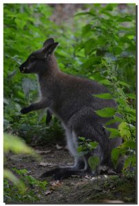 Wallaby 01. 40" x 60"