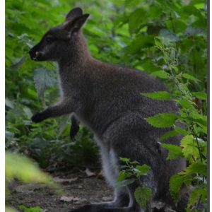 Wallaby 01. 40" x 60"