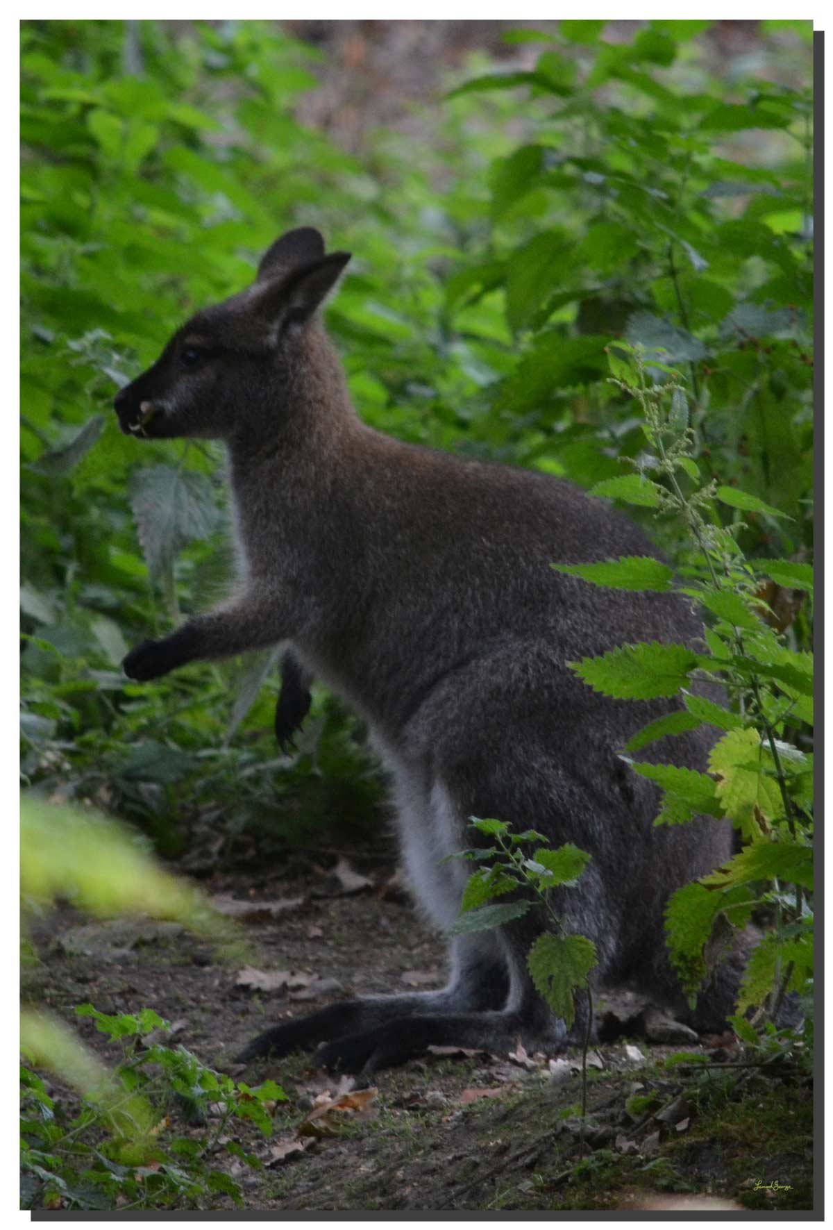 G_wallaby_01_40x60_DS Wallaby 01. 40" x 60"