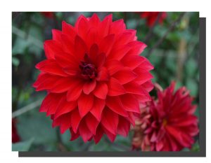 A red dalia bloom with another dying dalia bottom right corner. 16" x 12"
