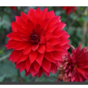 A red dalia bloom with another dying dalia bottom right corner. 16" x 12"