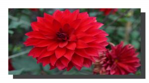 A red dalia bloom with another dying dalia bottom right corner. 16" x 8"