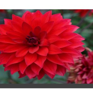 A red dalia bloom with another dying dalia bottom right corner. 16" x 8"