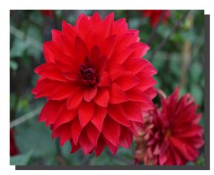 A red dalia bloom with another dying dalia bottom right corner. 20" x 16"