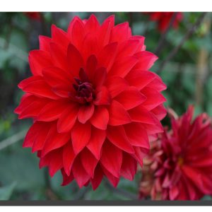 A red dalia bloom with another dying dalia bottom right corner. 20" x 16"