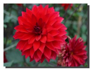A red dalia bloom with another dying dalia bottom right corner. 24" x 18"
