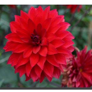 A red dalia bloom with another dying dalia bottom right corner. 24" x 18"