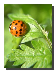 Ladybird 001. 12" x 16"