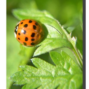 Ladybird 001. 12" x 16"