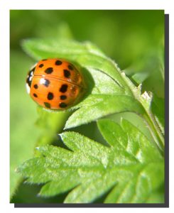 Ladybird 001. 16" x 20"