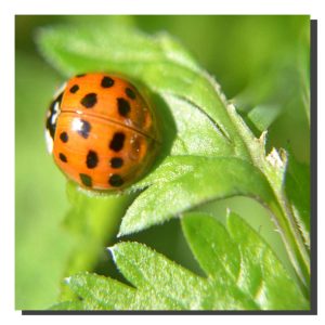 Ladybird 001. 20" x 20"