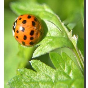 Ladybird 001. 20" x 30"