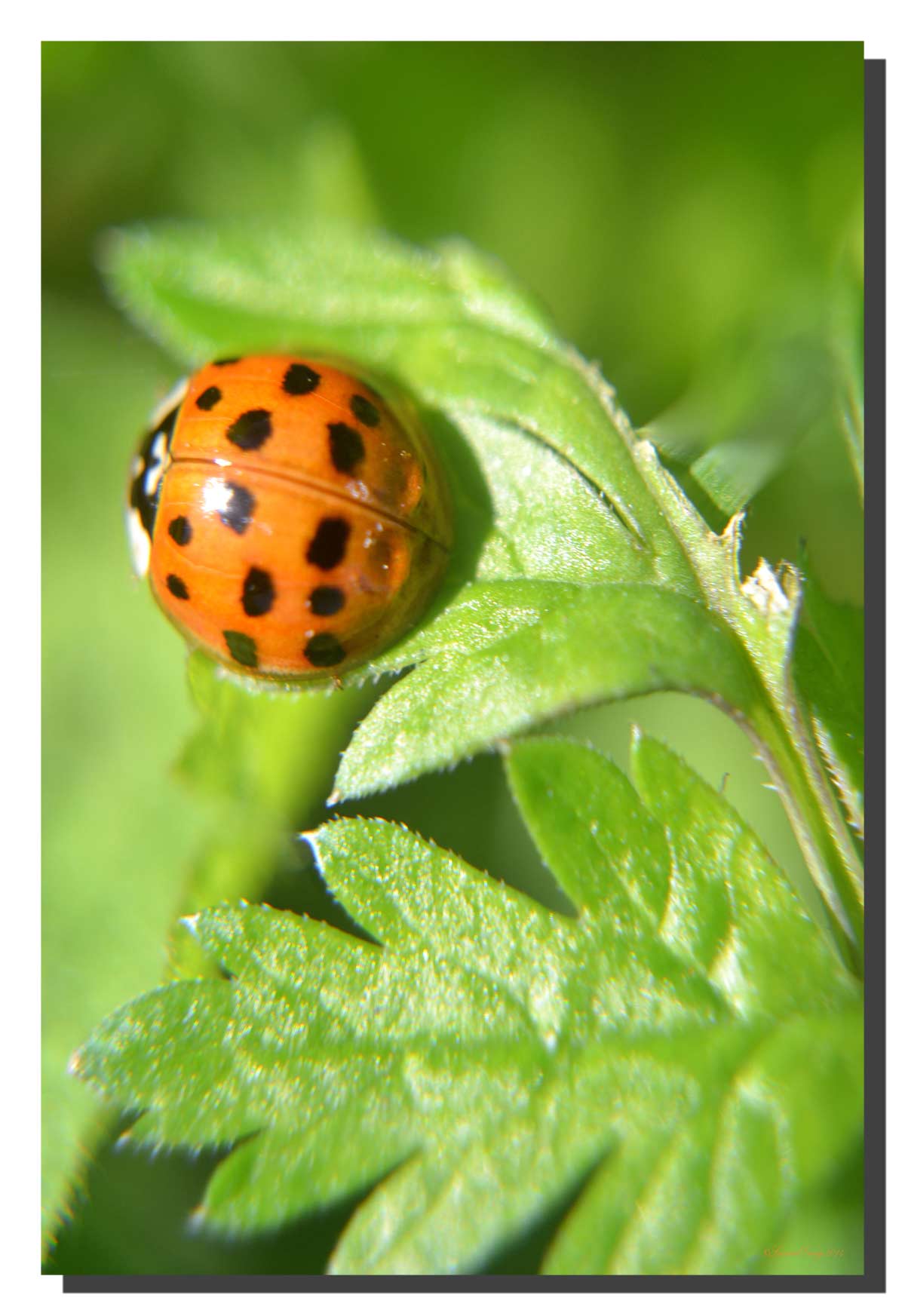 G_ladybird_001_20x30_DS Ladybird 001. 20" x 30"