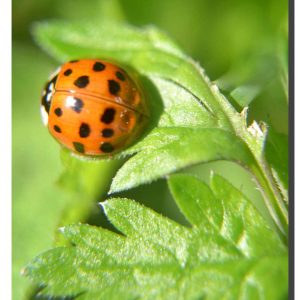 Ladybird 001. 24" x 32"