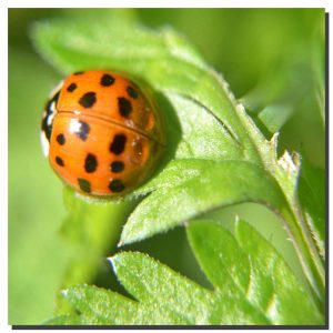 Ladybird 001. 40" x 40"