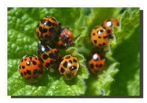 Ladybird 005. 18" x 12"