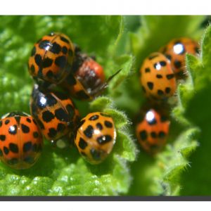 Ladybird 005. 18" x 12"